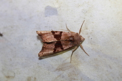 Phlogophora periculosa