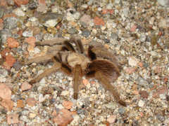 Aphonopelma chalcodes