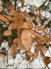 Fagus