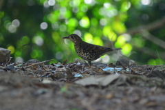 Zoothera dauma horsfieldi