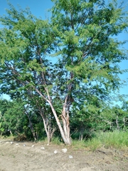 Lysiloma divaricatum