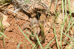 Aphonopelma chalcodes