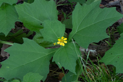 Smallanthus uvedalia
