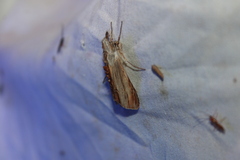 Cucullia convexipennis