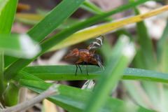 Tritoxa incurva