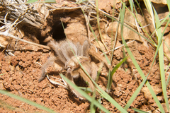 Aphonopelma chalcodes
