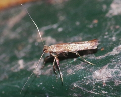 Caloptilia semifascia