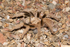 Aphonopelma chalcodes