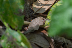 Frederickia nigricomma