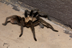 Aphonopelma chalcodes