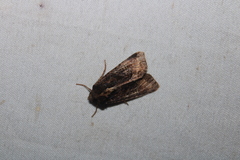 Helotropha reniformis