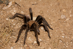 Aphonopelma chalcodes