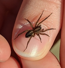 Trochosa