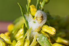 Clastoptera xanthocephala