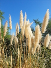 Cortaderia selloana