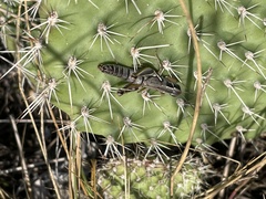Phoetaliotes nebrascensis