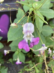 Impatiens balfourii