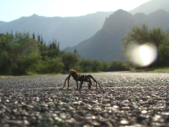 Aphonopelma chalcodes