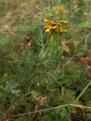Tanacetum vulgare boreale