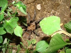 Aphonopelma chalcodes