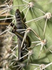 Phoetaliotes nebrascensis