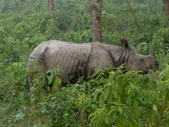 Rhinoceros unicornis