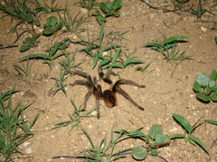 Aphonopelma chalcodes