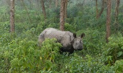 Rhinoceros unicornis