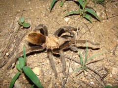 Aphonopelma chalcodes