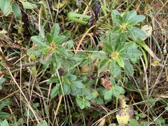 Rhododendron hirsutum