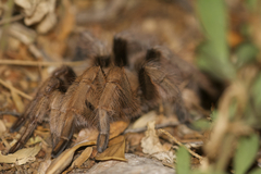 Aphonopelma chalcodes
