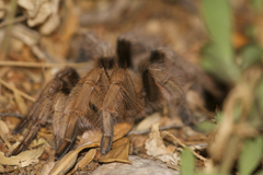Aphonopelma chalcodes