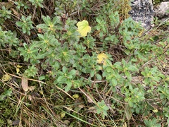 Rhododendron hirsutum