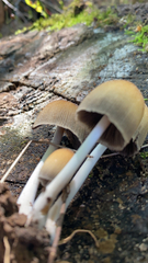 Psathyrella longipes