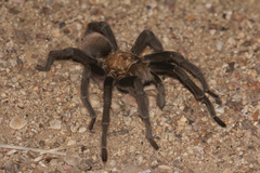 Aphonopelma chalcodes