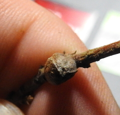 Dryocosmus juliae