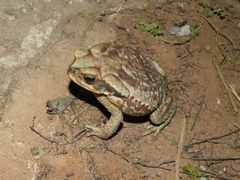 Rhinella diptycha