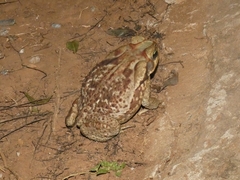 Rhinella diptycha