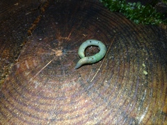 Aporrectodea smaragdina