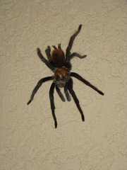 Aphonopelma chalcodes