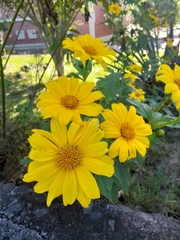 Tithonia diversifolia