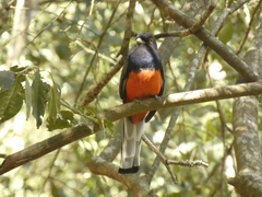 Trogon surrucura