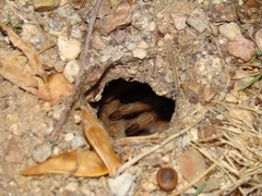 Aphonopelma chalcodes