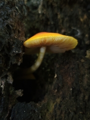 Pluteus aurantiorugosus