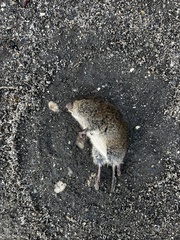 Microtus pennsylvanicus