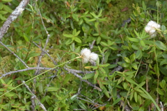 Eriophorum angustifolium