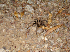 Aphonopelma chalcodes