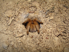 Aphonopelma chalcodes