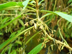 Rhynchotechum discolor