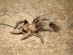 Aphonopelma chalcodes